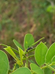 Camponotus parius