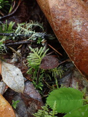Auriscalpium vulgare