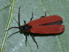 Dictyoptera aurora
