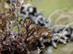 Platismatia stenophylla