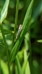 Agriphila vulgivagellus
