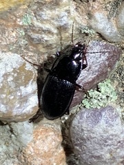 Pterostichus