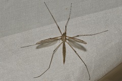 Tipula