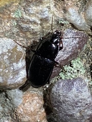 Pterostichus