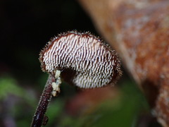 Auriscalpium vulgare