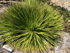 Agave gracielae