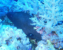 Gymnothorax javanicus