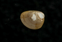 Nucula proxima