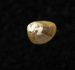 Nucula proxima