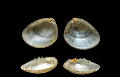 Nucula proxima