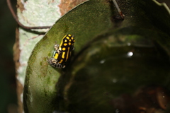 Ranitomeya flavovittata