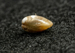 Nucula proxima
