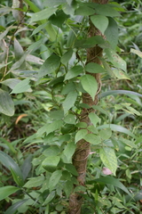 Centrosema pubescens