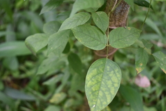 Centrosema pubescens