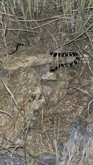 Lampropeltis californiae