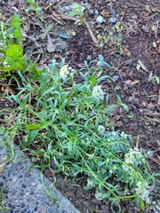 Lobularia maritima