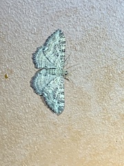 Rheumaptera meadii