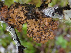 Lobariaceae