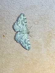 Rheumaptera meadii