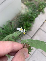 Solanum nigrum
