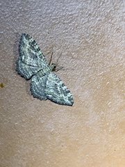 Rheumaptera meadii