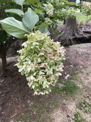 Hydrangea