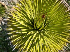 Agave gracielae