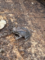 Pseudacris hypochondriaca