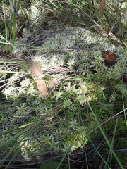 Sphagnum flexuosum