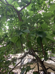 Catalpa bignonioides