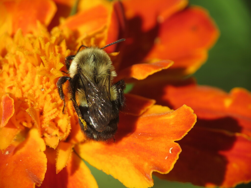 common-eastern-bumble-bee-in-september-2022-by-wmct276-inaturalist