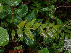 Berberis nervosa