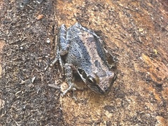 Pseudacris hypochondriaca