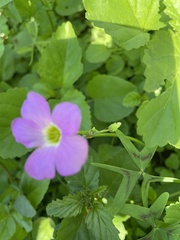 Oxalis
