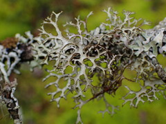 Platismatia stenophylla