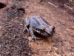 Pseudacris hypochondriaca