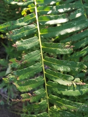 Homalosorus pycnocarpos