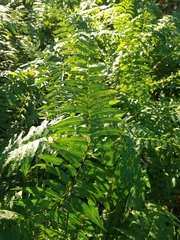 Homalosorus pycnocarpos