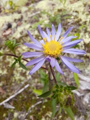 Eurybia surculosa