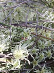 Sphagnum flexuosum