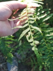 Homalosorus pycnocarpos