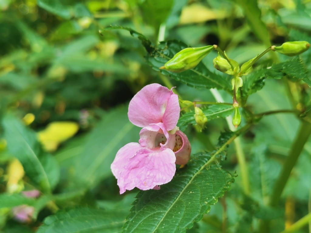 Himalayan balsam from High Park-Swansea, Toronto, ON, Canada on ...