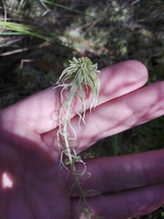 Sphagnum flexuosum