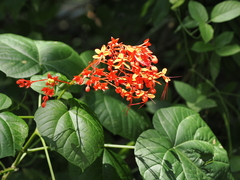 Clerodendrum japonicum