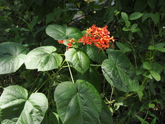 Clerodendrum japonicum