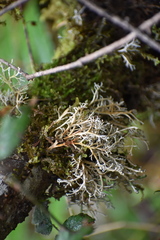 Sphaerophorus venerabilis