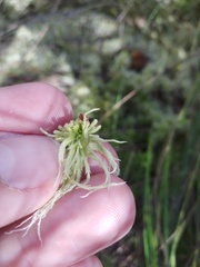 Sphagnum flexuosum