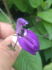 Brillantaisia lamium