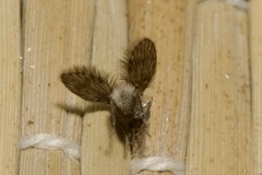 Psychodinae