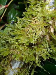 Kindbergia praelonga